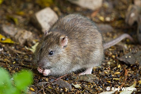 Derattizzazione Rattus norvegicus