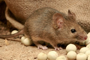 Derattizzazione a Roma Mus musculus