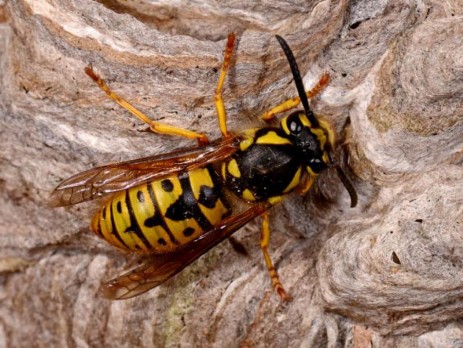 Vespula germanica Disinfestazione vespe