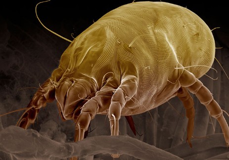 Acaro Acaro