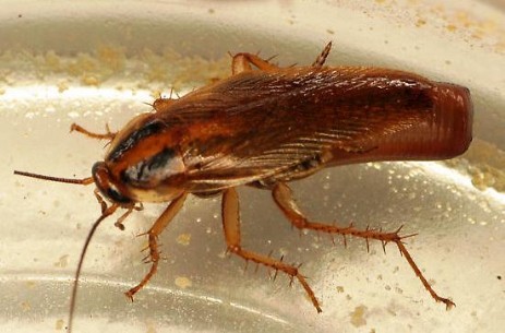 Disinfestazione Blattella germanica