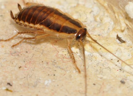 Deblattizzazione blatte scarafaggi