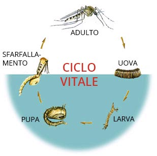 Ciclo zanzare