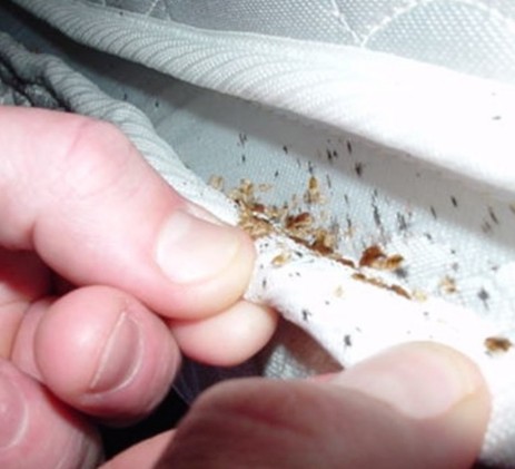 Cimici dei letti Cimex lectularius