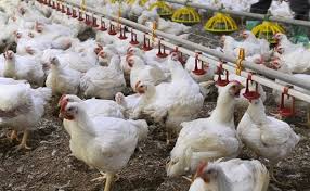 Galline