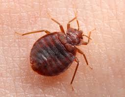 Cimice dei letti adulta Cimex lectularius adulta