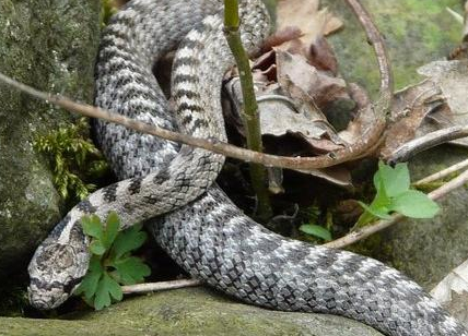 Cattura serpenti, volpi, faine, talpe, mustelidi