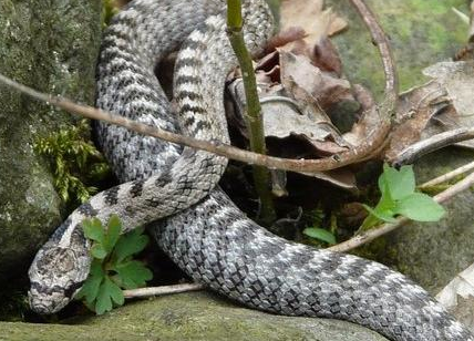 Allontanamento fauna selvatica a Roma