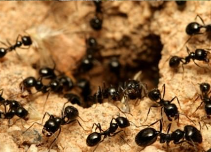 Disinfestazione formiche roma