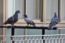 Allontanamento piccioni Piccioni