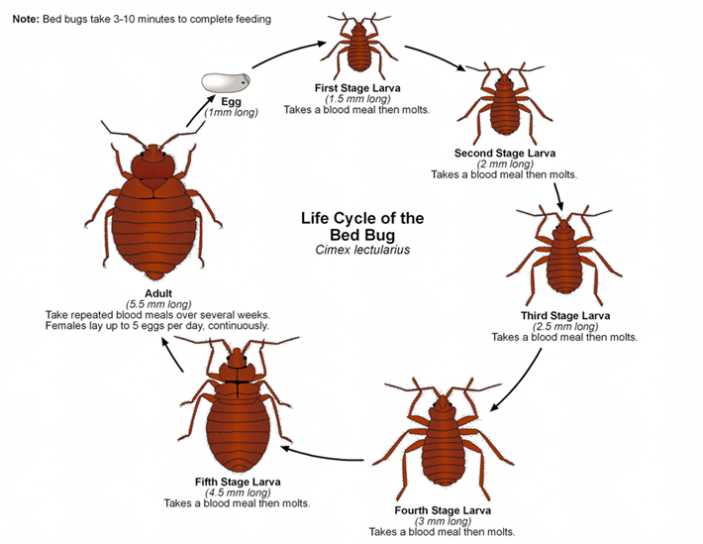 Ciclo biologico Cimici dei letti Ciclo biologico Cimex lectularius