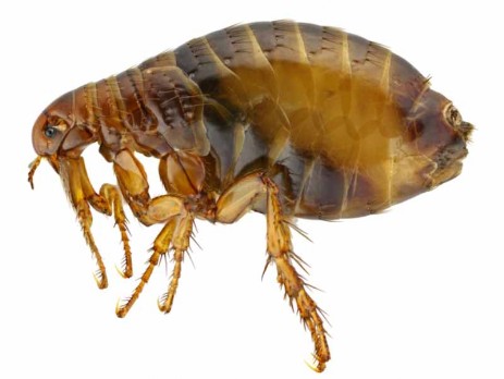 Pulce Pulce adulta