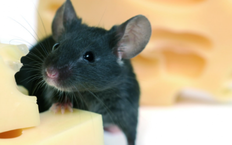 Derattizzazione Ratto nero