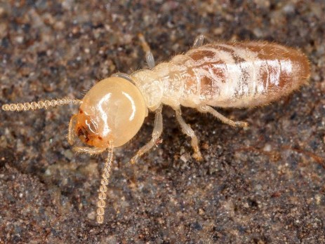 Disinfestazione termiti