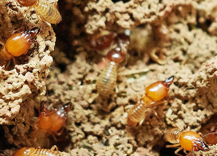 Disinfestazione tarli e termiti