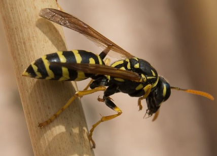 Eliminazione nido vespe